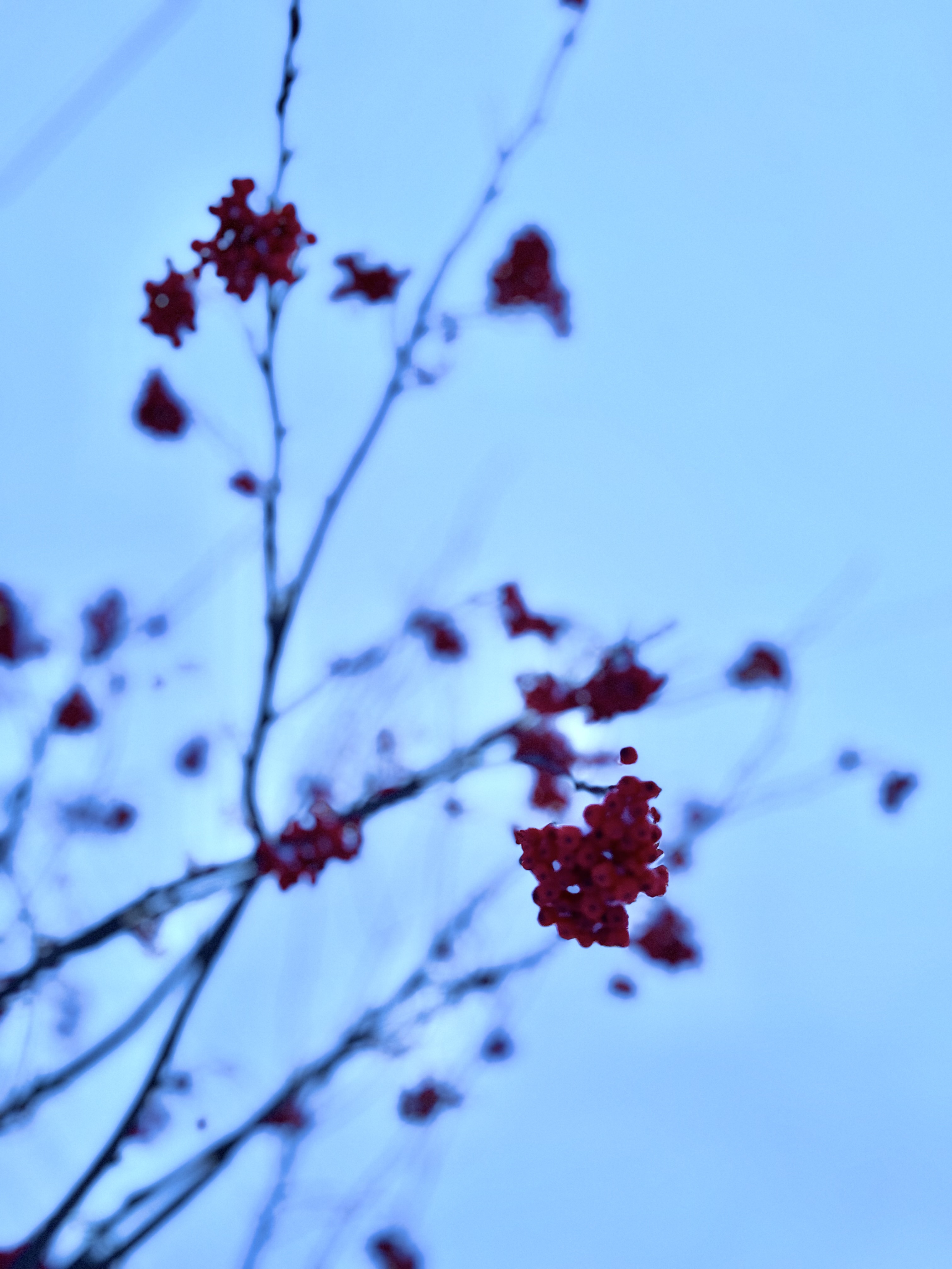 青空と赤い木の実