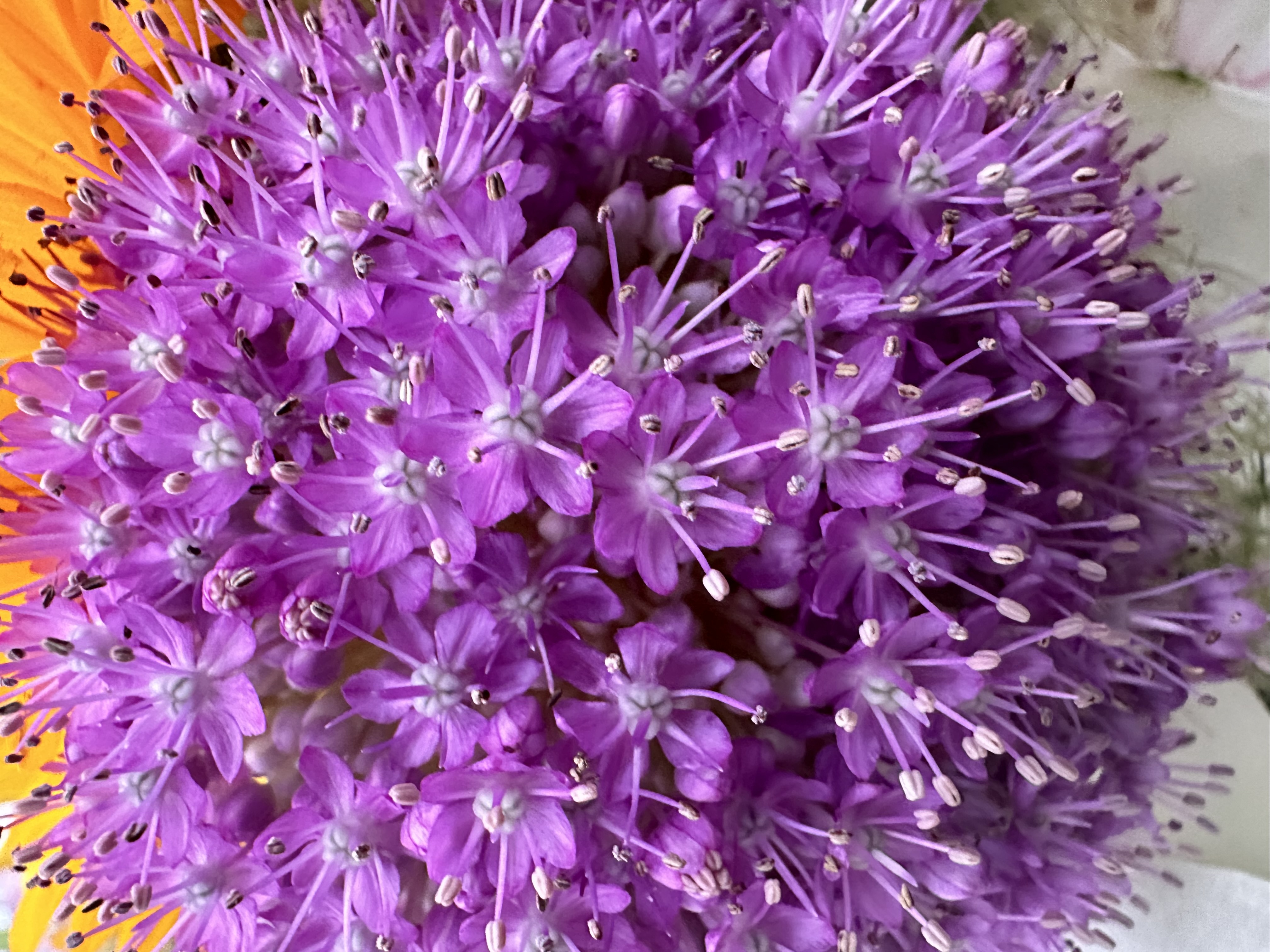 紫のアリウムの花のクローズアップ