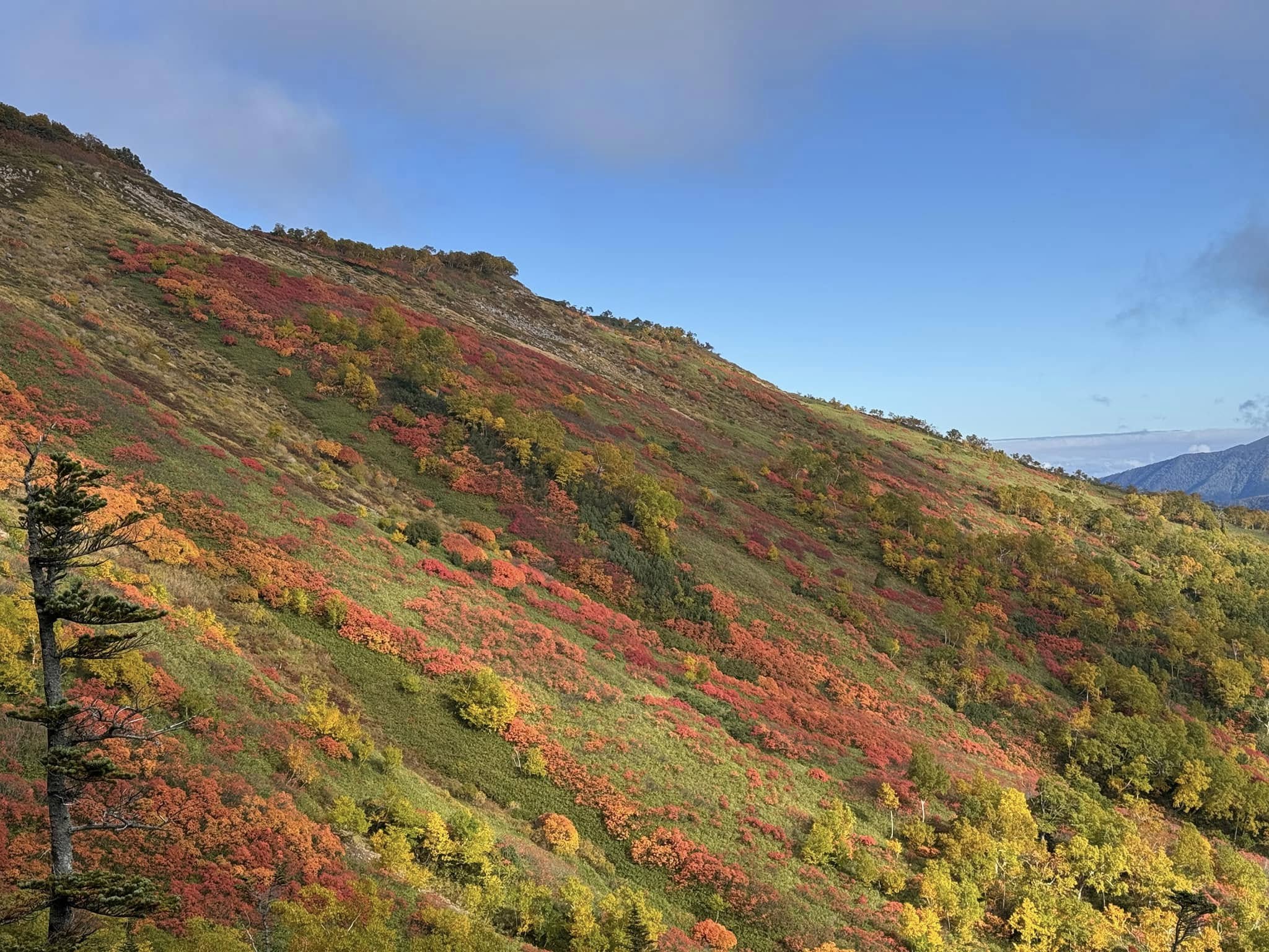 紅葉に染まる上川の山の斜面