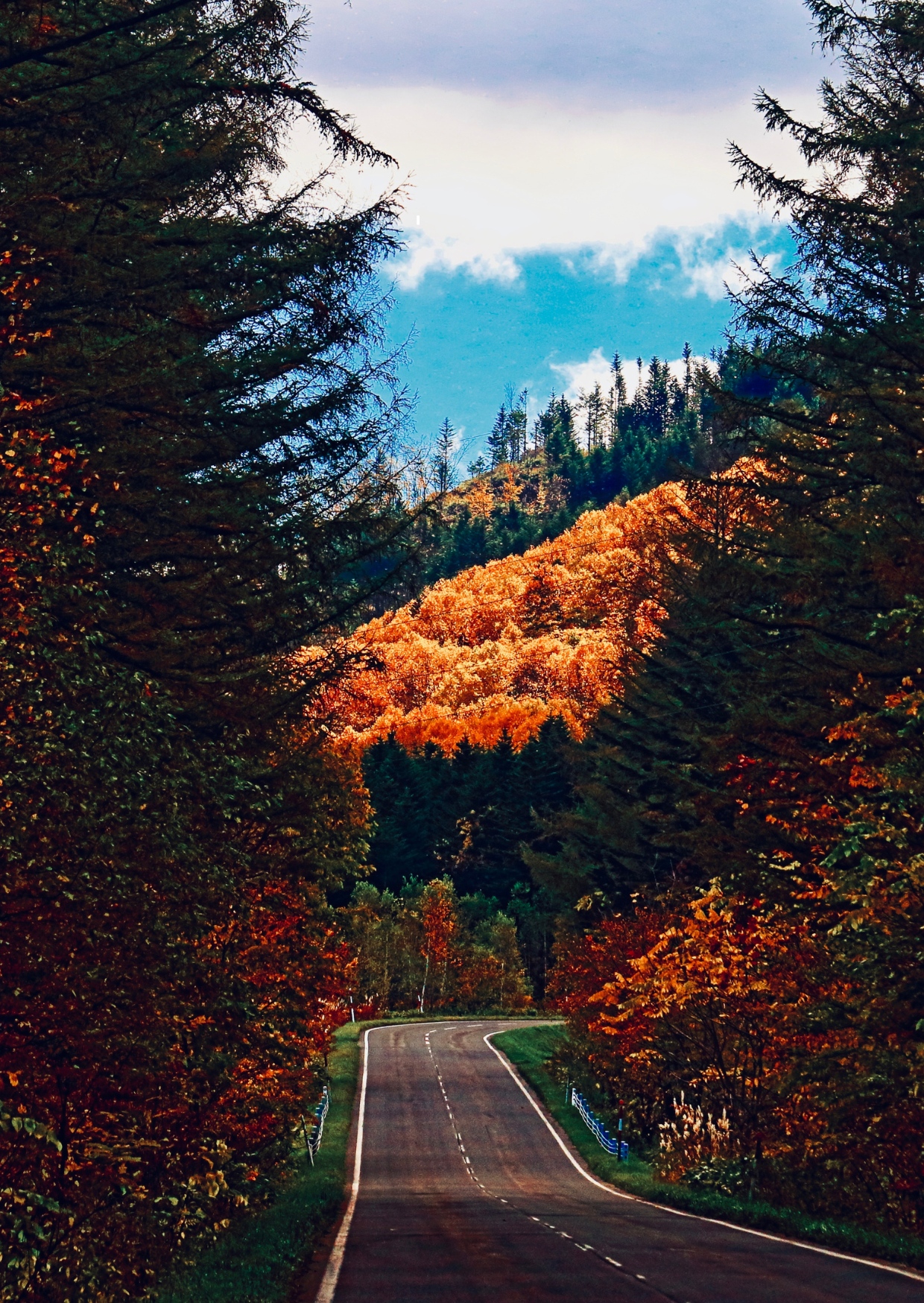 紅葉の森を抜ける道