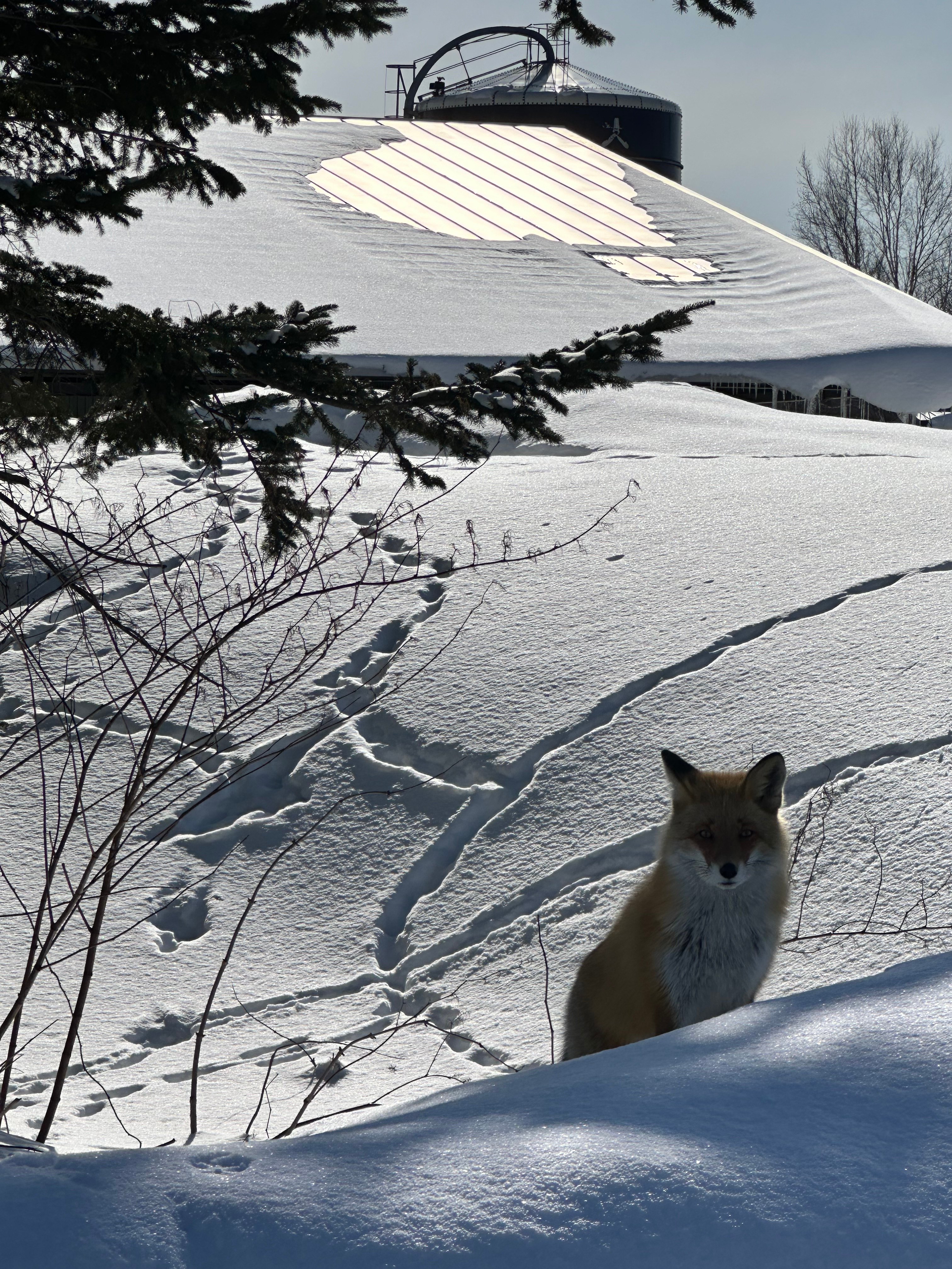 雪景色の中に佇むキタキツネ