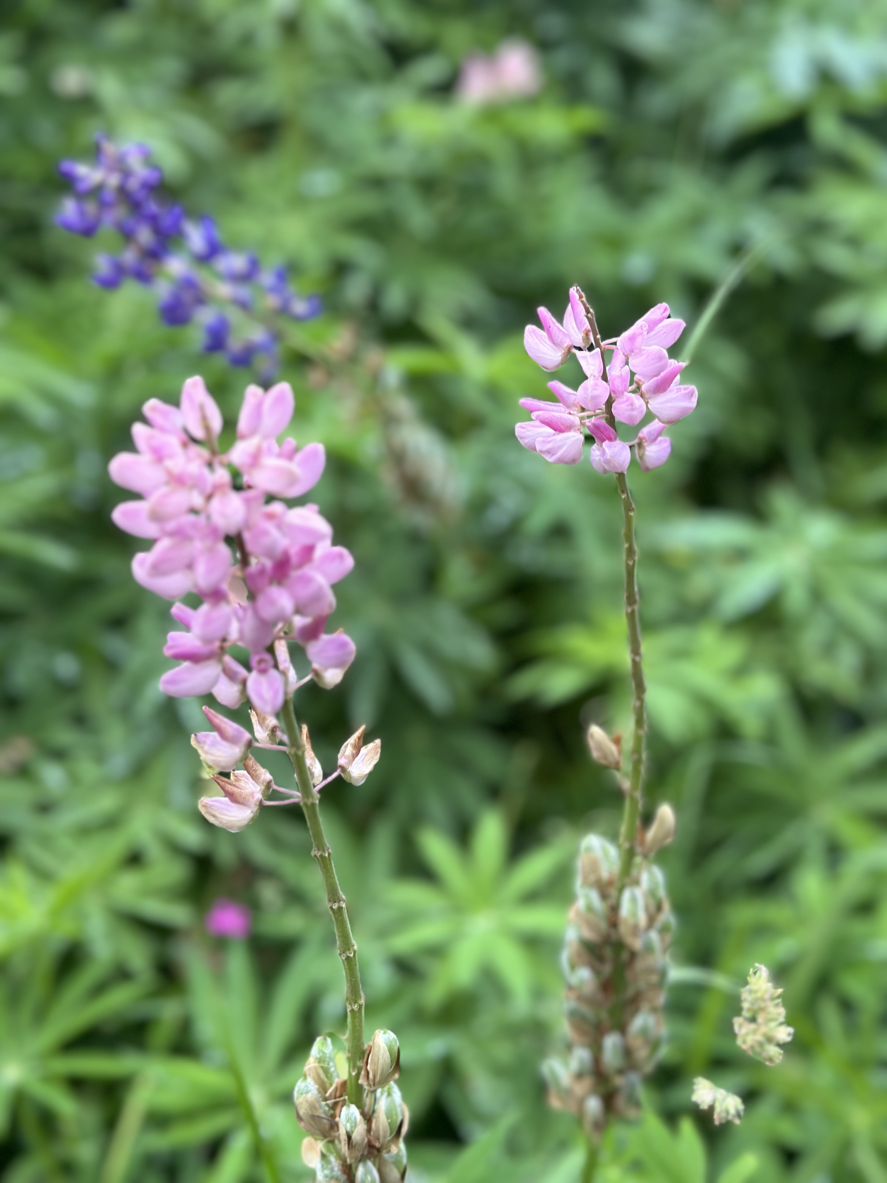 上川町に咲くルピナスの花