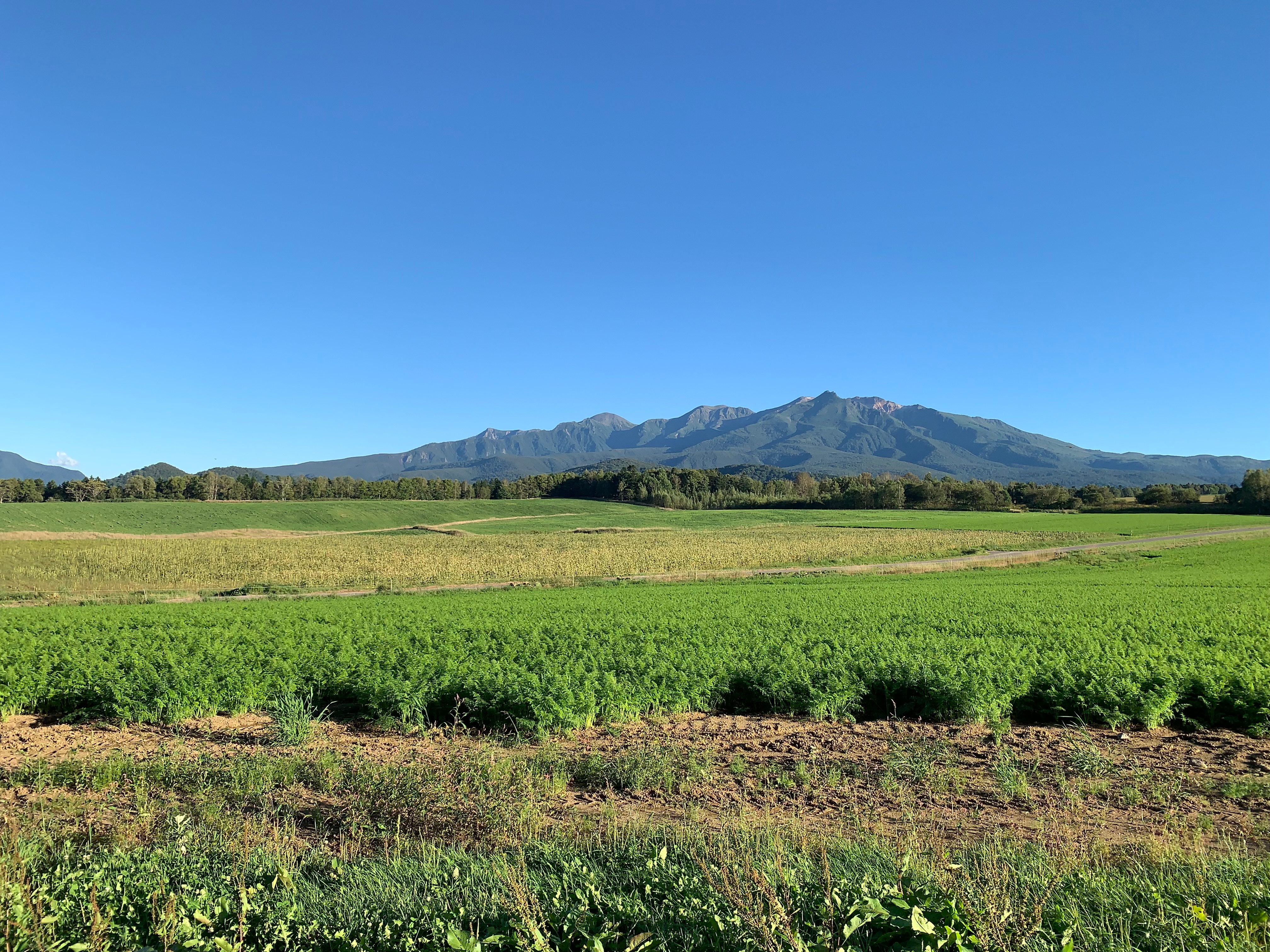 北海道上川の夏の畑と山脈